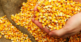 Kukurydza. Kraj pochodzenia: Ukraina; bez GMO; Wilgotność: nie więcej