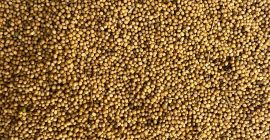 Sprzedam gorczycę żółtą, grube Sprzedam gorczycę żółtą, grube ziarno. Wilgotność max 9%, czystość