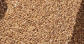 Firma Yambol Agro 2008 Sp. z oo oferuje zbiór