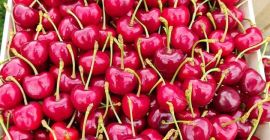 jakość premium --- sprzedaż EXPORT rusza od 25 maja