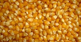 Nasza firma zajmuje się sprzedażą zboża (kukurydzy) wysokiej jakości