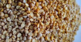Oferujemy zboża od producenta: gryka zielona, groszek żółty łuskany,
