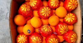 Oferujemy Państwu soczyste pomarańcze Valencia prosto z Egiptu Pierwsza
