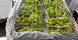 Winogrona Thompson Seedless Minimum 1 paleta : 400 kg