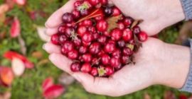 Sprzedam Czarną Czerwoną Żurawinę Super Jakość Współpracuję z econt.Lub