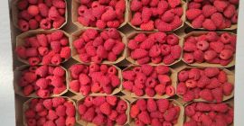 Dzień dobry, oferuję malinę deserową odmiany Kwanza i Tulameen