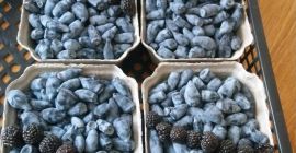 odmiany Wojtek Zojka plantacja wolna od środków chemicznych zbiór