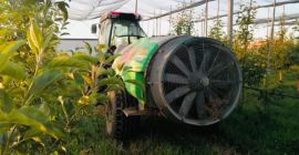 Poszukujemy nowych współpracowników! Organicznie certyfikowane jabłka Golden Delicious. Super