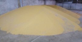 Producent rolny sprzedaje gorczycę żółtą pakowaną w Big Bagi