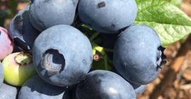 Istnieją wszystkie niezbędne dokumenty do eksportu. Odmiany borówki: Duke,