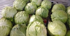 Oferuję kapustę Mursal, możliwość wystawienia faktury. Dodatkowe regiony: Burgas,