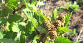 Ekologiczne jeżyny RUMUNIA - plantacja 1 ha w powiecie