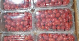Pomidor koktajlowy Grape Premium pakowany [telefon]g dostępne [telefon] sztuk