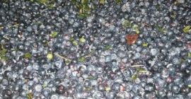 Posiadam na sprzedaż codziennie zbierane nieczyszczone jagody w dużej