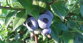 Sprzedam borówkę amerykańską z własnej plantacji. Możliwość wysyłki do