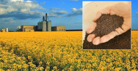 We are Ukrainian agro company: FARM PSHENYCHNYI H.O. We