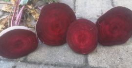 Firma Polish-vegetables.eu oferuje buraki. Kaliber 5-9. Worki 10 kg