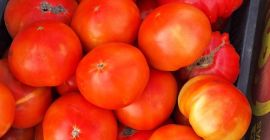 Jakość, produkty sezonowe. Posiadamy 2 fotowoltaiki pełne pomidorów, odmian