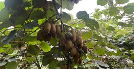 Produkujemy Kiwi w Iranie, około 500 ton, gwarantujemy Kiwi