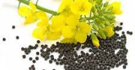 Witam, nasza agrofirma RUSBEK AGRICO UKR sprzedaje nasz rzepak