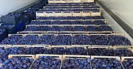 I will sell a plum, variety Lipotyk. 60 tons