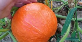 Witam, Sprzedam świeżą, dojrzałą, ładnie wybarwioną dynię hokkaido Polecam