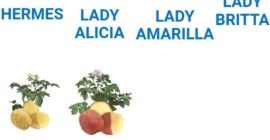 Witam, poszukuję różnych rodzajów ziemniaków. Lady Rosete, Lady Clarie