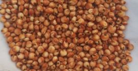 Posiadamy w sprzedaży sorgo czerwone ze zbiorów 2023. +[telefon]