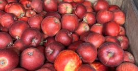 Sprzedam za wagę skrzyni Rubina, Szampiona, Boskopa, Prince a