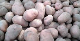 Sprzedam ziemniaki jadalne odmiana Vineta i Bellarosa pakowane w