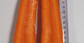 Marchew z odmiany Norway i Nacton. Na chwilę obecną
