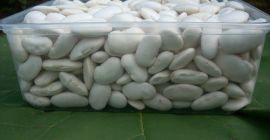 fasola biała Jaś,wyprodukowana metodami ekologicznymi,65-75 szt/kg,opakowanie worek 25 kg