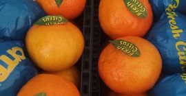 Sprzedam mandarynkę w ilościach hurtowych