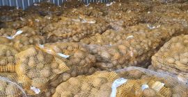 POTATOES-LARGE QUANTITIES. CALIBER TO BE AGREED. EACH PACKAGING. SALES