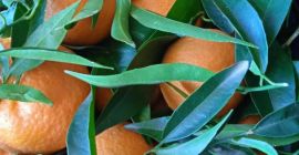 BEZPOŚREDNIO OD PRODUCENTA Natural Clementines Grecja, jakość 1 Jesteśmy