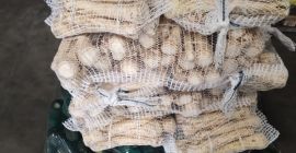 Witam oferuje państwu warzywa BURAK ZIEMNIAK  KAPUSTA SELER PIETRUSZKA