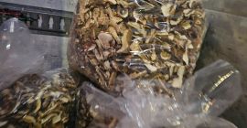 I sell dried boletus and dried boletus head. Posable
