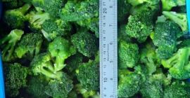 IQF frozen broccoli good quality with good prices origin