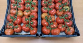 Świeże pomidory / pomidory Eksport z Uzbekistanu do Europy