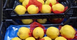 Zajmujemy się sprzedażą świeżych owoców i warzyw importowanych z