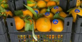 Pomarańcze pępkowe Pomarańcze z Walencji Mandarynki Mandarynki Wszystkie rozmiary/klasy