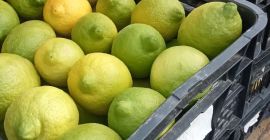 Producent certyfikowanych organicznych cytryn Finos, różne kalibry sprzedawane są