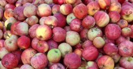 Zajmujemy się sprzedażą gotowanych odmian jabłek dla przemysłu, kompotów