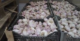 Sprzedam czosnek, import z Uzbekistanu. Klasa I, smak ze