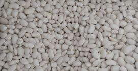 Witam, sprzedam fasola biała jaś karłowy 100-120/100g Polska