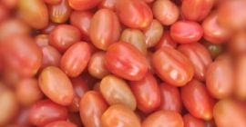 Sprzedam pomidorki koktajlowe gruszkowe z południowej części Hiszpanii, znanej