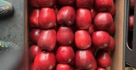 Sprzedam jabłko odmiany Red Delicious, Golden Delicious, Jonaprince, Jonagored,