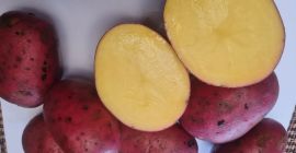 We have red skin potatoes for sale. Can offer