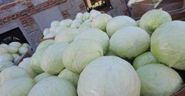 Witam posiadam kapustę białą jak I czerwoną od 1