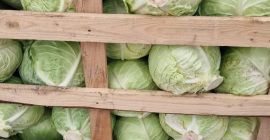 NOWY SEZON NOWEJ KAPUSTY, PRODUKCJA BEZPOŚREDNIO Z POLA PRODUCENTA,